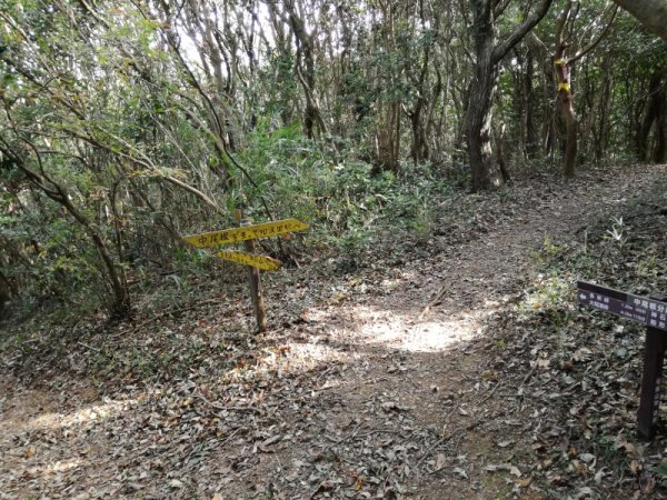 中尾根分岐